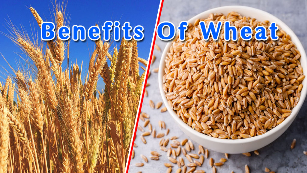 Broken Wheat In Tamil Benefits