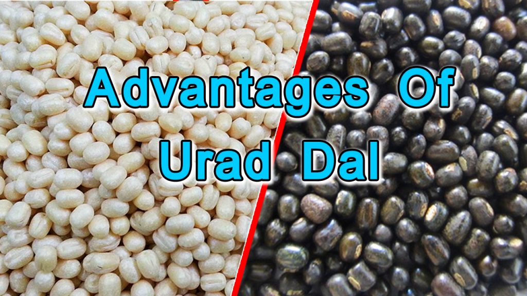 advantages-of-urad-dal-in-tamil-tamilanwiki-com